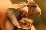 A local snake